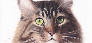 zoom sur le regard d'un chat peint à l'aquarelle par morgane bouiller
