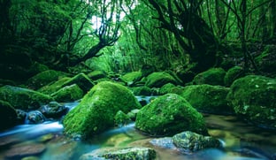 Mousses dans la forêt