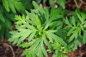 a mugwort plant with green leaves and a few small flowers 
