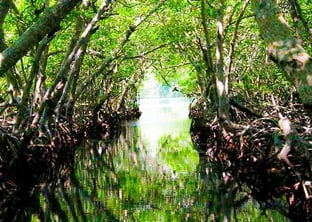 Mangrove Tour Roatan