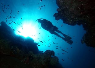 Roatan Night Snorkel