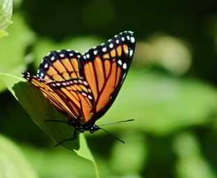 Monarch butterfly on a leaf, symbolizing transformation and growth