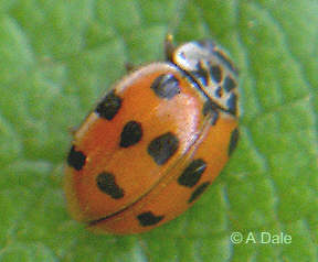 13 Spot ladybird