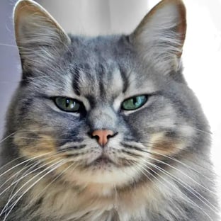 visage de Simone