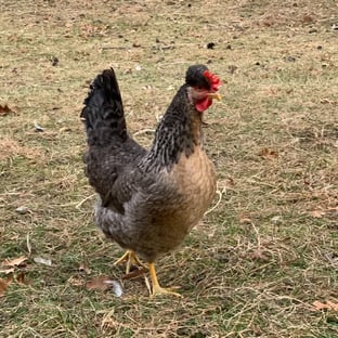 Lavender Marans, Opal and Cream Legbars, Olive Eggers - Quality Birds for a  Pretty Flock