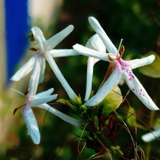 Flower of Jasmine officinale