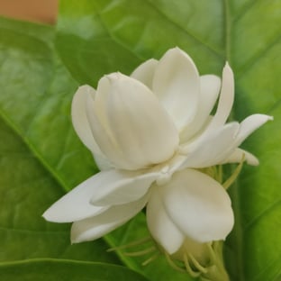 Flower of Arabian Jasmine