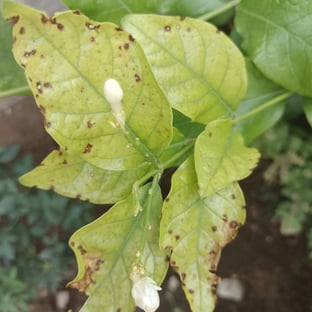 Jasmine leaves affected by cecospora leaf spot