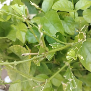 Leaf skeletonised on feeding of leaf webber larvae