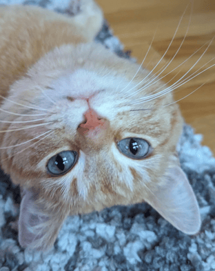 cute cat looking at you upside down