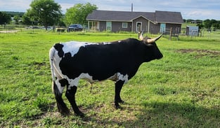 Miniature longhorn bull in pasture