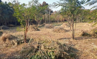 Immobilie zum kaufen in Colonia Independencia, Paraguay. Mit Wald und guter Erreichbarkeit.