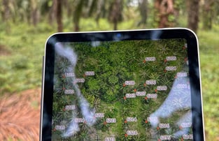 Plano digital de cultivo de palma de aceite usado en campo