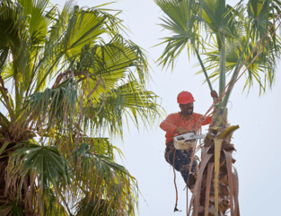 man trimming palm trees in honolulu, hawaii