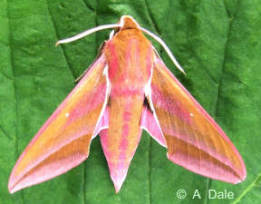 Elephant Hawkmoth
