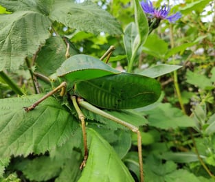 siliquofera grandis katydid