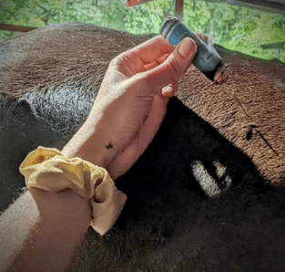 Moxibustion aplicada a un caballo