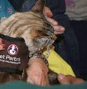 Therapy cat wearing a Pet Partners ves.