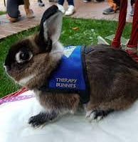 Pet Partners Therapy Rabbit.