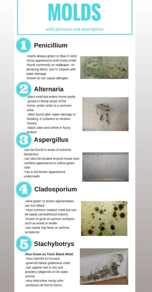mold mold mold mold mold mold mold mold mold mold mold mold mold mold mold mold