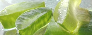 aloevera