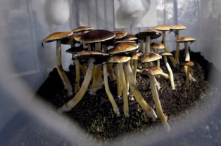 Magic mushrooms