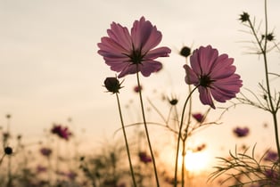 les moustiques mâles butinent le nectar des fleurs