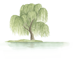 a willow tree standing next to water