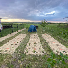 Grosses oyas oyats dans un potager avec paillage