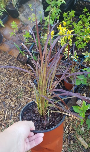 Purple Fountain grass