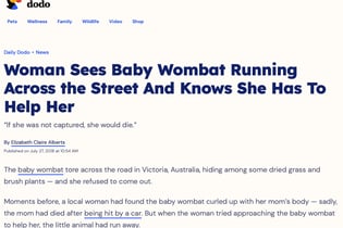 Woman Sees Baby Wombat Running Across the Street And Knows She Has to Help Her