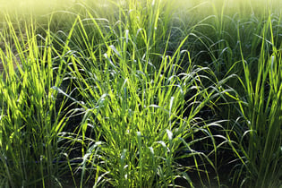 Switchgrass planted in rows that grow in "bunches"