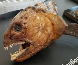 Oregon Coast - Coos Bay/Charleston Marine Life Center has weird looking sea creatures