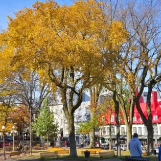 Place d'Armes, arbre jaune.