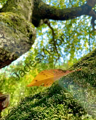 Leaf delicately resting on a mossy tree branch with the treetop leaves in the background