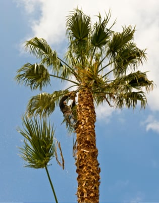 palm tree trimming and palm tree pruning in honolulu, hawaii