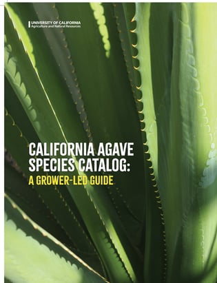 CALIFORNIA AGAVE SPECIES CATALOGUE