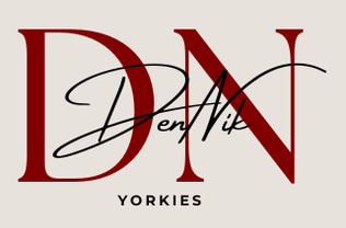 Dennik Yorkies logo