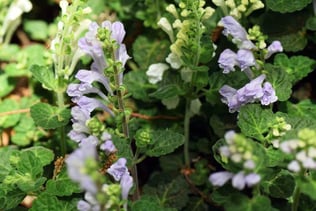 a bee on a plant with purple flowers