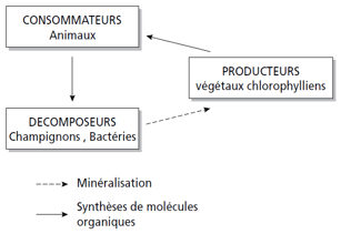 Chaîne trophique dans un écosystème