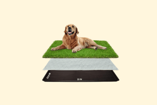 a dog laying on a grass covered field
