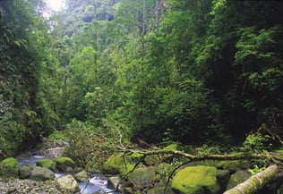 Forêt tropicale