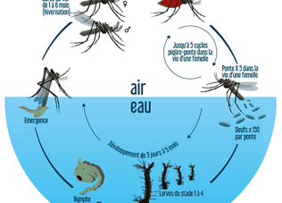 diagrame du cycle de reproduction des moustiques