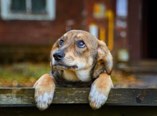 Dog food for Diarrhea