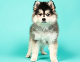 ixed breed dog