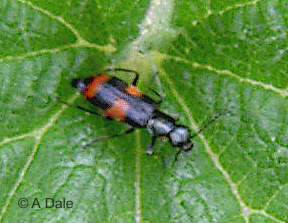 Anthocomus fasciatus