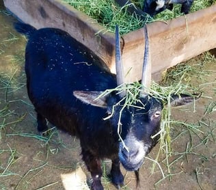 Oregon Coast - A goat roams free around the West Coast Game Park Safari