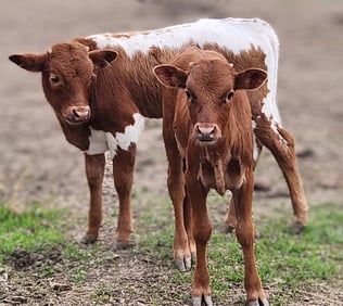 Miniature Longhorn calves at HHR, Venus TX