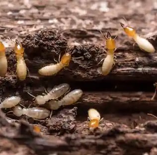 Termites nest near me Pest Control near me