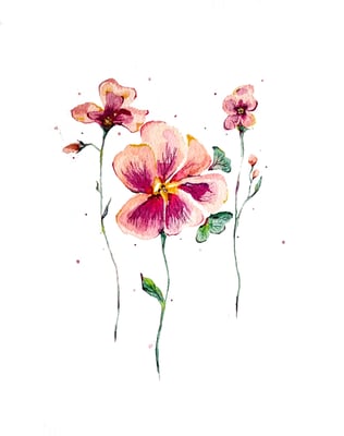 Fleurs Pensées à l'aquarelle